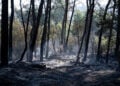 Καμένη γη μετά τη δασική πυρκαγιά στο χωριό Αϊγουαμούρθια, στην Ταραγόνα. Η φωτιά ανάγκασε 9.000 κατοίκους γειτονικών οικισμών να παραμείνουν στα σπίτια τους για λόγους ασφαλείας (φωτ.: EPA / Alex Lopez)