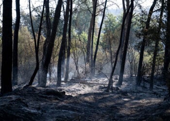Καμένη γη μετά τη δασική πυρκαγιά στο χωριό Αϊγουαμούρθια, στην Ταραγόνα. Η φωτιά ανάγκασε 9.000 κατοίκους γειτονικών οικισμών να παραμείνουν στα σπίτια τους για λόγους ασφαλείας (φωτ.: EPA / Alex Lopez)