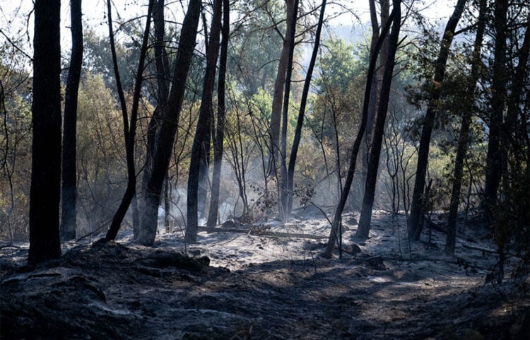Καμένη γη μετά τη δασική πυρκαγιά στο χωριό Αϊγουαμούρθια, στην Ταραγόνα. Η φωτιά ανάγκασε 9.000 κατοίκους γειτονικών οικισμών να παραμείνουν στα σπίτια τους για λόγους ασφαλείας (φωτ.: EPA / Alex Lopez)