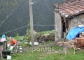 Ακόμα και σήμερα, το καλοκαίρι στον Πόντο η ζωή μεταφέρεται στο ύπαιθρο για τους ανθρώπους και τα ζώα του νοικοκυριού (φωτ.: Βασίλης Καρυοφυλλίδης, Ιούλιος 2016)