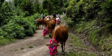 Προς το παρχάρι Τσαγμάν, σε υψόμετρο 1.800 μέτρων στην περιοχή της Τόν(γ)ιας (φωτ.: Anadolu)