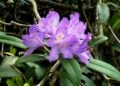 Το Rhododendron ponticum που κρύβει ένα από τα μυστικά του ζαντόμελου, συναντάται γύρω από τη λεκάνη του νότιου Εύξεινου Πόντου (ανατολική Βουλγαρία, βόρεια Τουρκία, Γεωργία, Βόρειος Καύκασος) και στον κεντρικό Λίβανο (φωτ.: creativecommons.org/licenses/by-sa/4.0/)