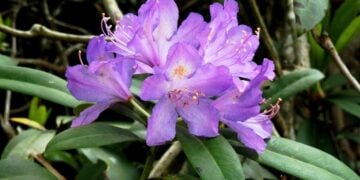 Το Rhododendron ponticum που κρύβει ένα από τα μυστικά του ζαντόμελου, συναντάται γύρω από τη λεκάνη του νότιου Εύξεινου Πόντου (ανατολική Βουλγαρία, βόρεια Τουρκία, Γεωργία, Βόρειος Καύκασος) και στον κεντρικό Λίβανο (φωτ.: creativecommons.org/licenses/by-sa/4.0/)