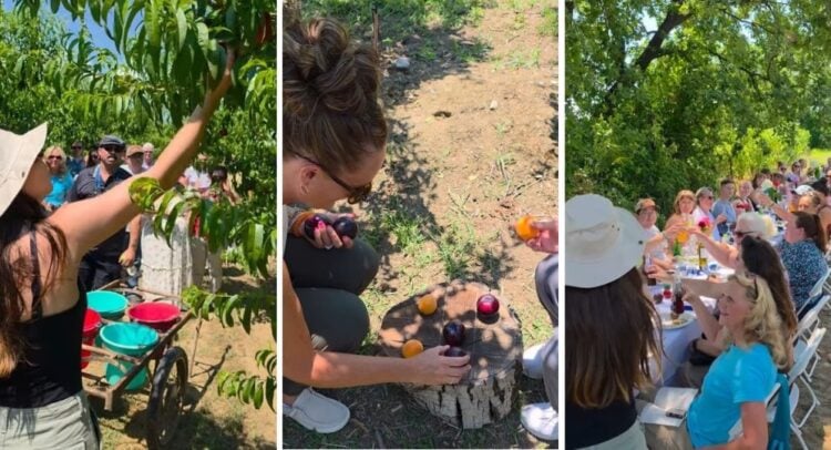 (Εικ.: instagram.com/agriview_gr/)