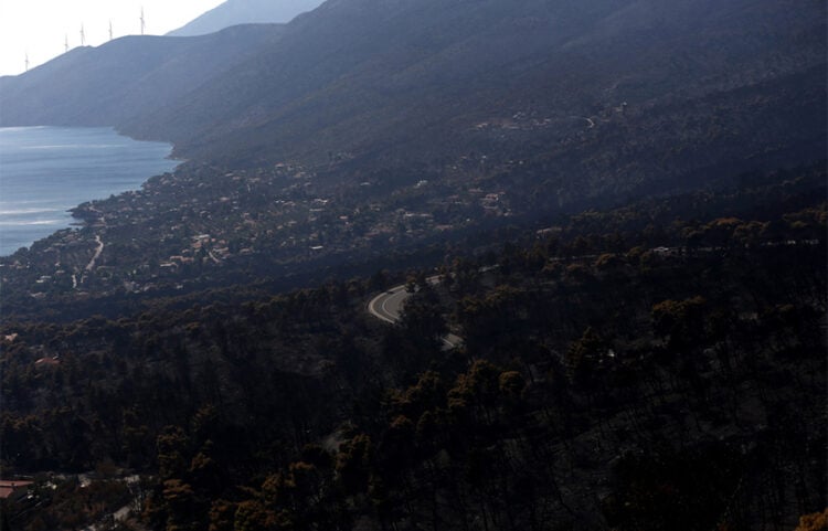 Καμένη δασική έκταση την επόμενη μέρα της πυρκαγιάς που έκαψε την παραθαλάσσια περιοχή του Πόρτο Γερμενό, περίπου 63 χιλιόμετρα δυτικά της Αθήνας. Δευτέρα 3 Αυγούστου 2026 (φωτ.: ΑΠΕ-ΜΠΕ / Γιάννης Κολεσίδης)