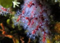 Κόκκινο κοράλλι (Corallium rubrum) στον φυσικό του βιότοπο. Το είδος αναπτύσσεται αργά και είναι ιδιαίτερα ευάλωτο στην υπερεκμετάλλευση (φωτ.: Waielbi / Wikimedia Commons)