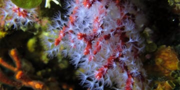 Κόκκινο κοράλλι (Corallium rubrum) στον φυσικό του βιότοπο. Το είδος αναπτύσσεται αργά και είναι ιδιαίτερα ευάλωτο στην υπερεκμετάλλευση (φωτ.: Waielbi / Wikimedia Commons)