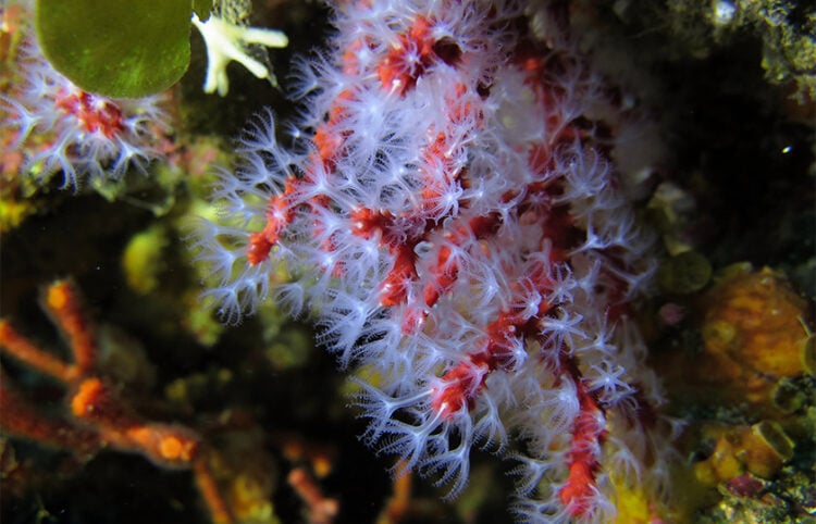 Κόκκινο κοράλλι (Corallium rubrum) στον φυσικό του βιότοπο. Το είδος αναπτύσσεται αργά και είναι ιδιαίτερα ευάλωτο στην υπερεκμετάλλευση (φωτ.: Waielbi / Wikimedia Commons)