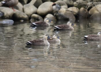 (Φωτ.: pixabay.com/photos/animal-river-waterside-bird)