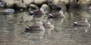 (Φωτ.: pixabay.com/photos/animal-river-waterside-bird)